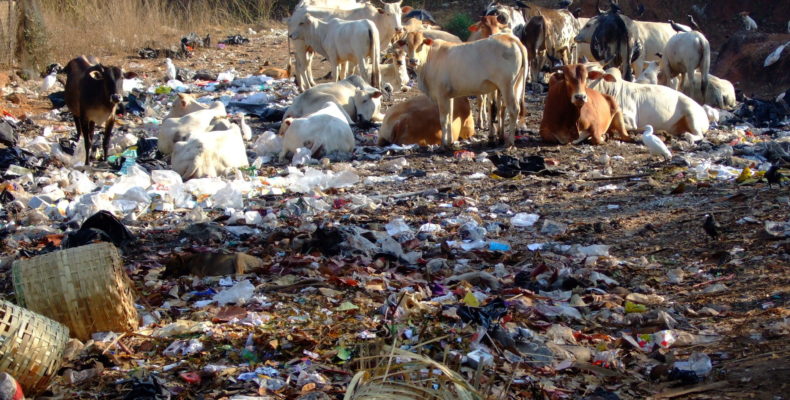 https://swachhamevajayate.org/wp-content/uploads/2019/09/cow-and-garbage_shutterstock_40196992-scaled-790x400.jpg